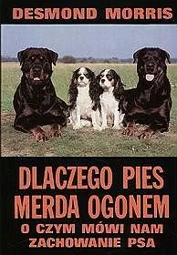 Dlaczego pies merda ogonem. O czym mówi nam zachowanie psa Taniej